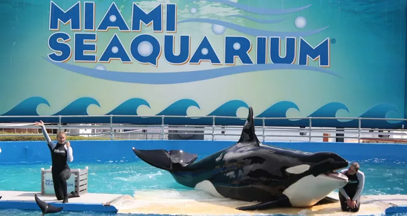 Image: Lolita was brought to Miami Seaquarium in 1970.