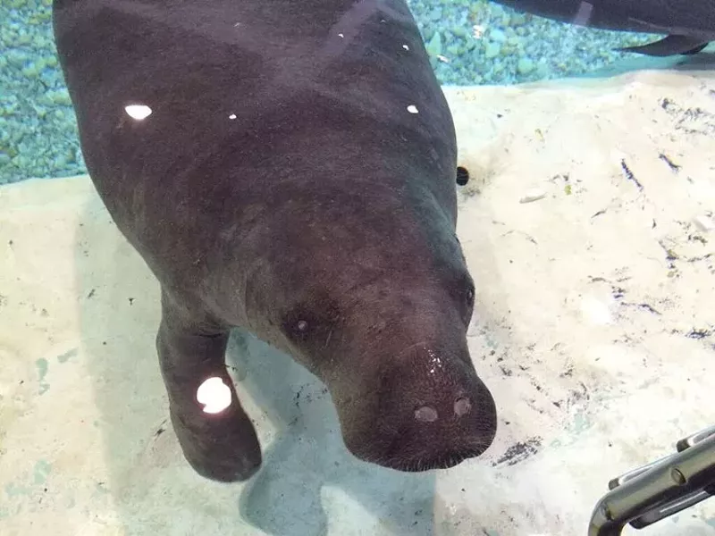 Image: Snooty, Florida's oldest manatee, has died.