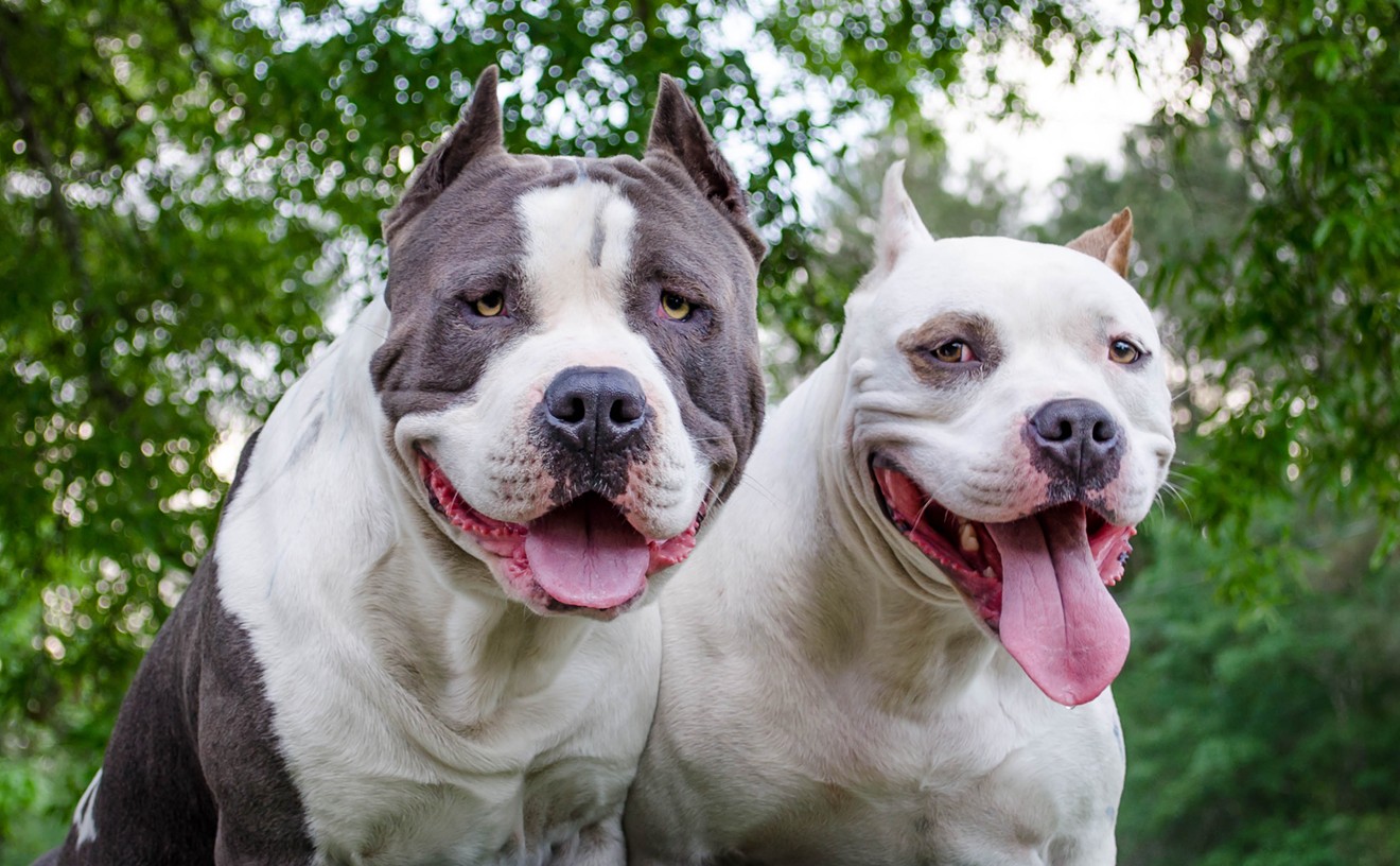Pit Bull Ban Lifted in Miami-Dade County