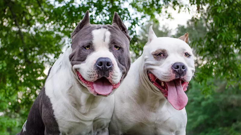 Image: Miami-Dade County passed a law banning pit bulls in 1989 after a dog attacked a 7-year-old girl.
