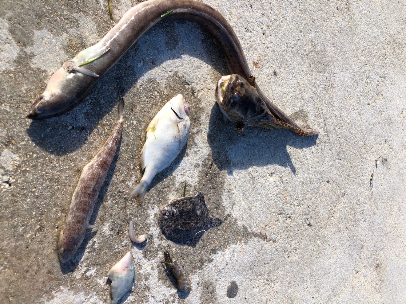 Fish are dying in Biscayne Bay.