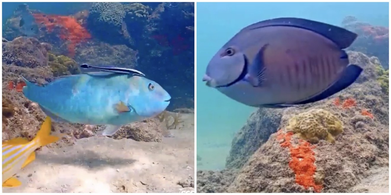 Ramón (left) and Oval (right) make regular appearances on the Coral City Camera.