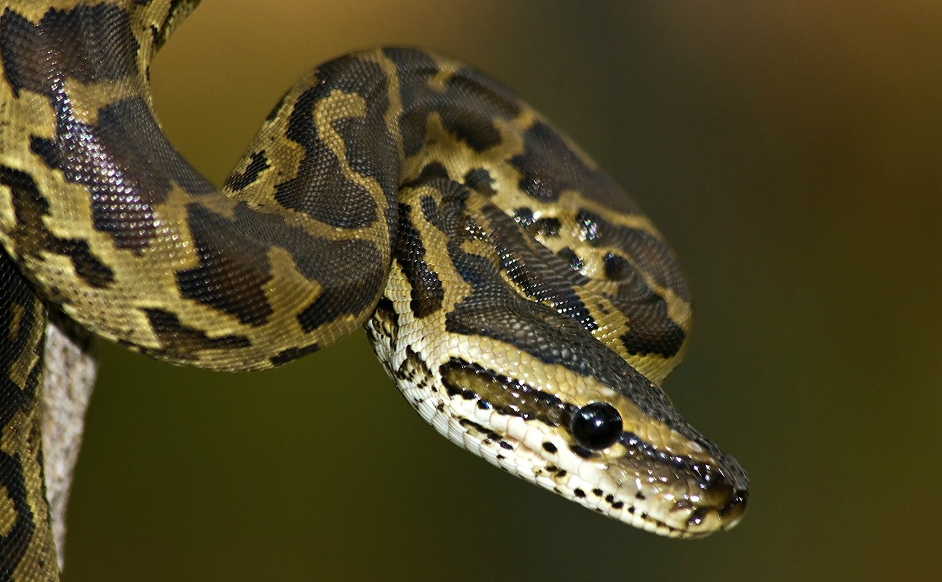 Python Hunters Use High-Tech Drones to Find Invasive Snakes in the Everglades