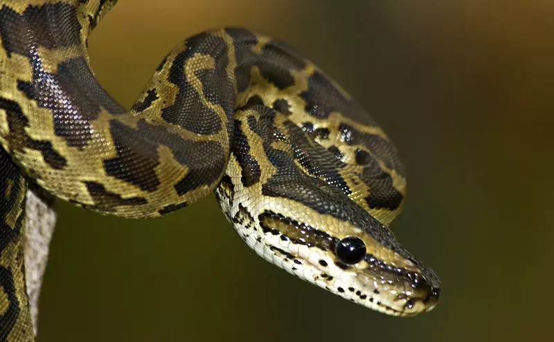 Image: Python Hunters Use High-Tech Drones to Find Invasive Snakes in the Everglades