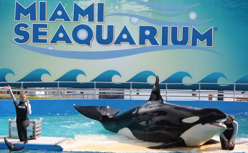 Image: Quarantine "Nothing Compared" to Lolita's 50-Year Captivity, PETA Says