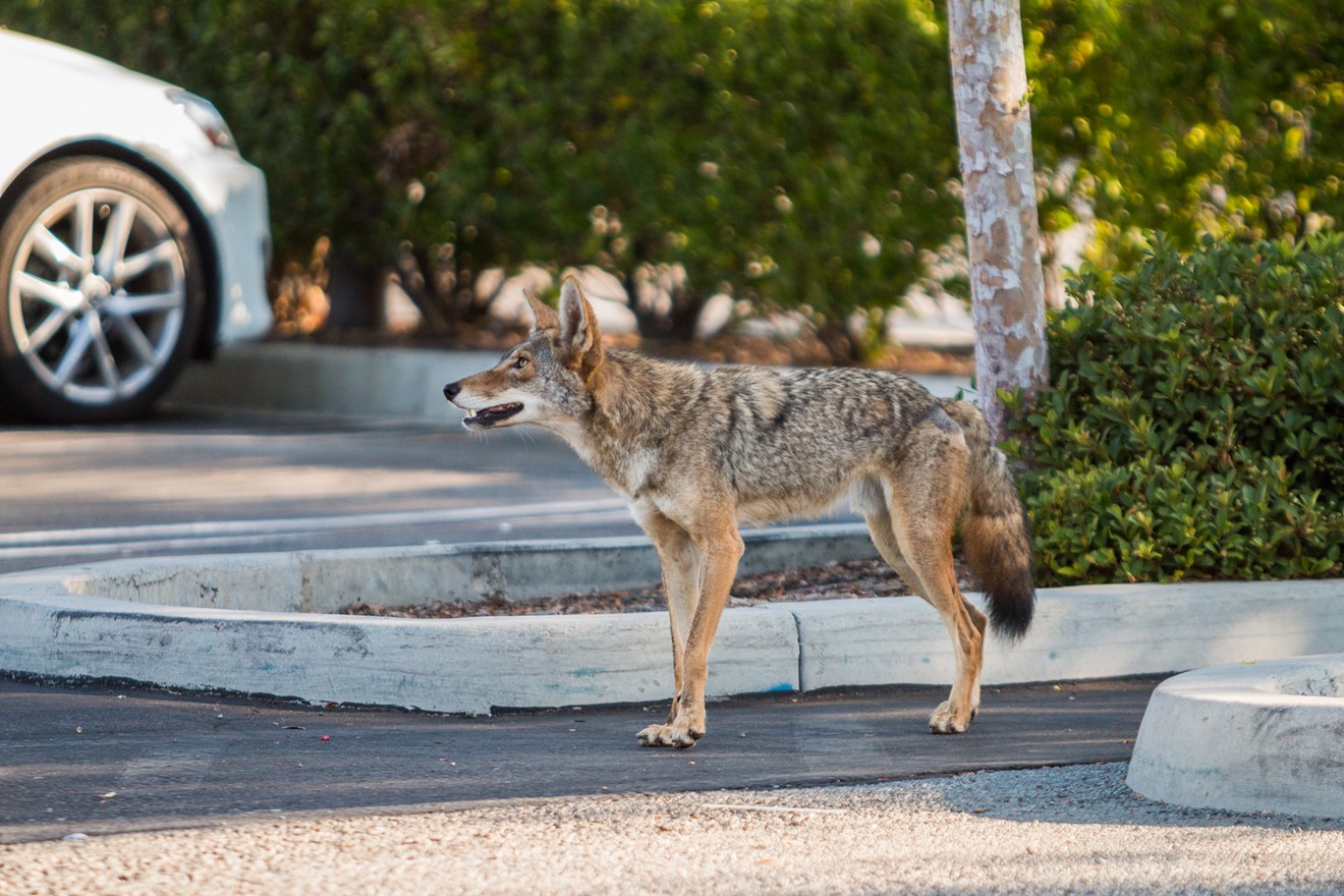 Yes, coyotes are native to Florida.