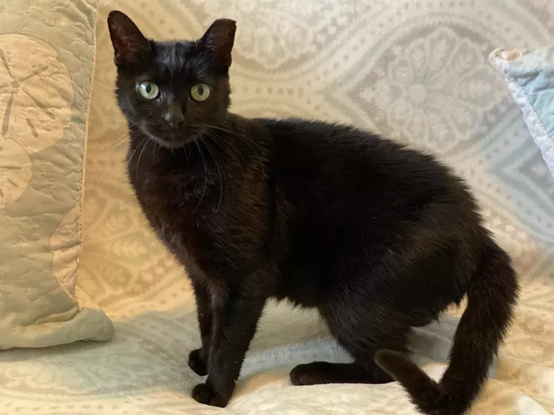 Image: Fiu (pronounced phew) was saved by Good Karma Pet Rescue after being removed from FIU's south campus.