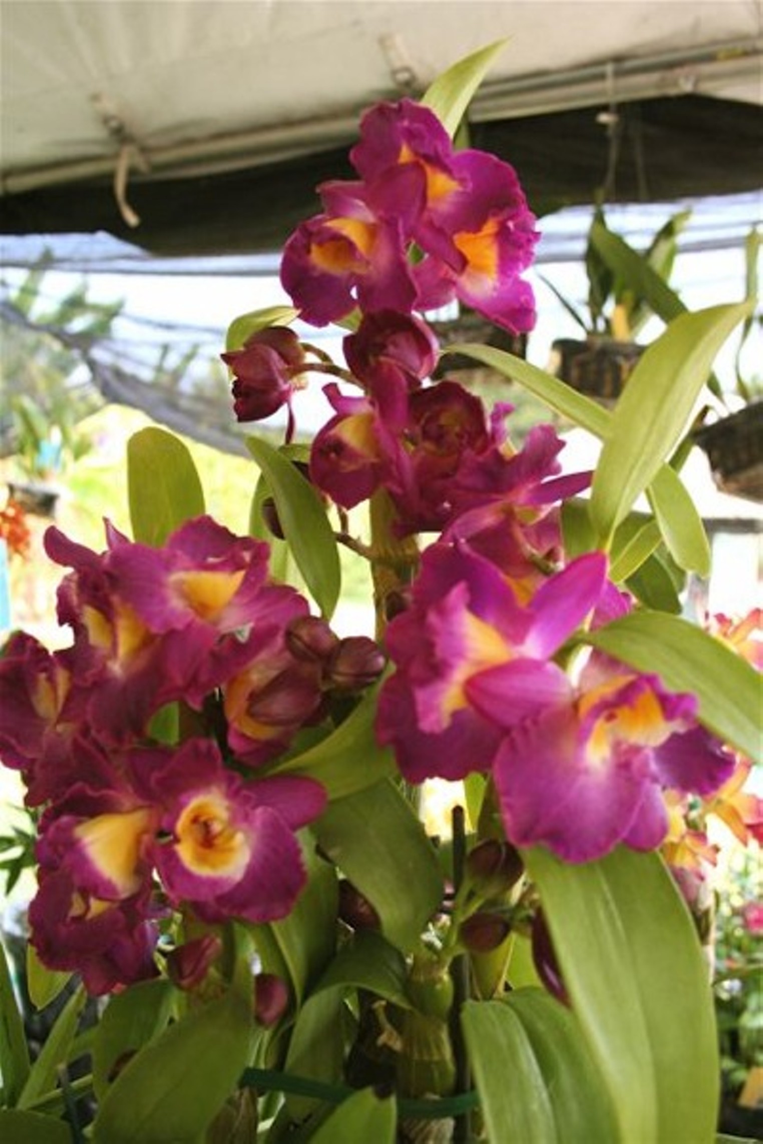 Redland International Orchid Festival Miami Miami New Times The