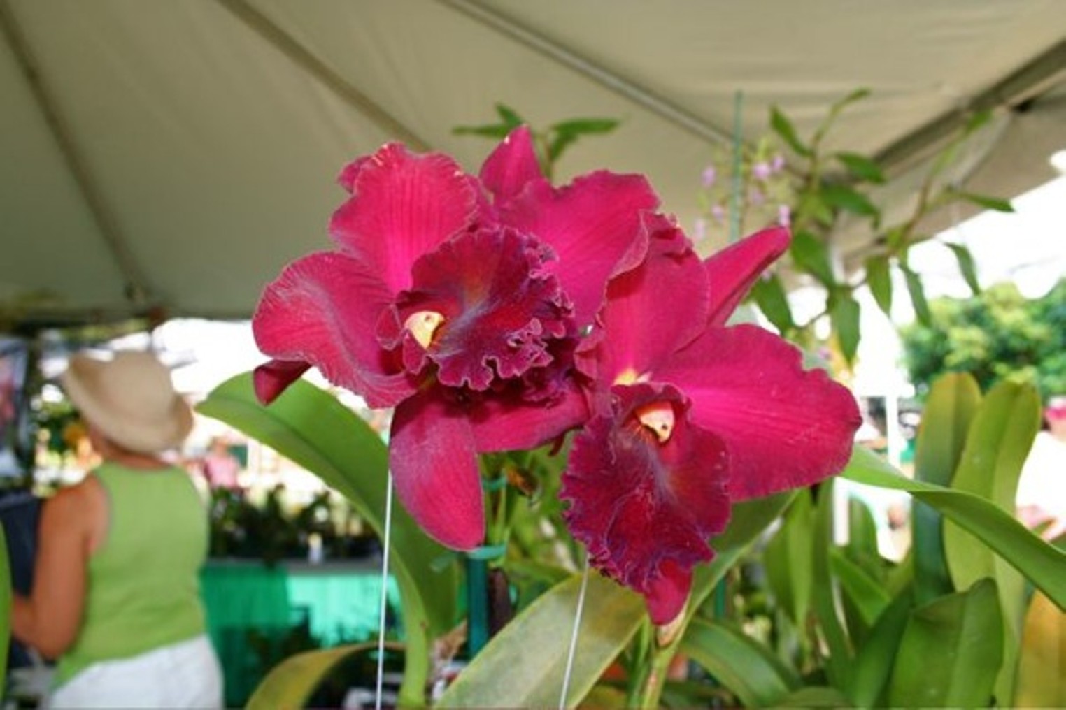 Redland International Orchid Festival Miami Miami New Times The
