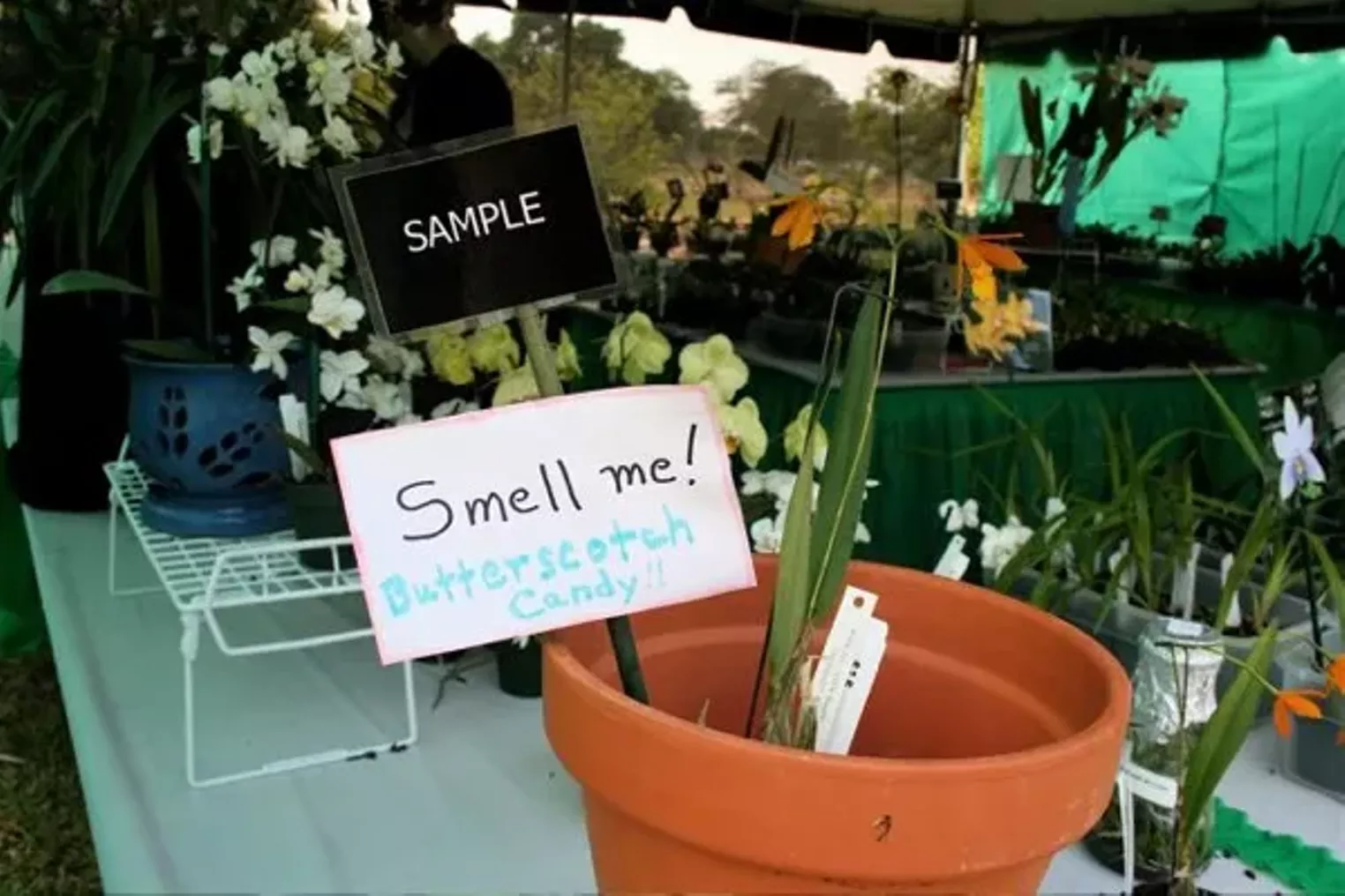 Redland International Orchid Festival | Miami | Miami New Times | The