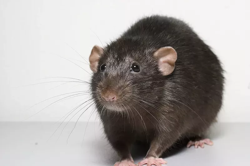 Image: A real rat. A real cute rat. A real, cute rat!