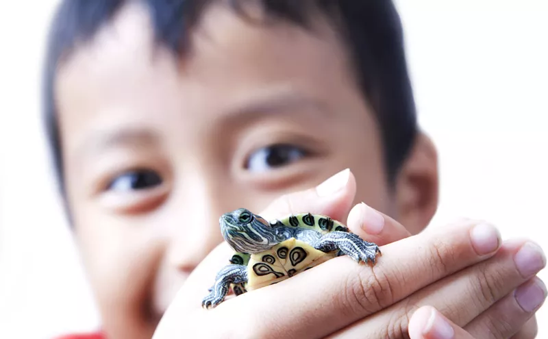 Image: Salmonella Isn't Cute! Little Turtles Blamed for Florida Outbreak