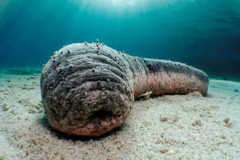 Image: A sea cucumber in the Red Sea, Israel.