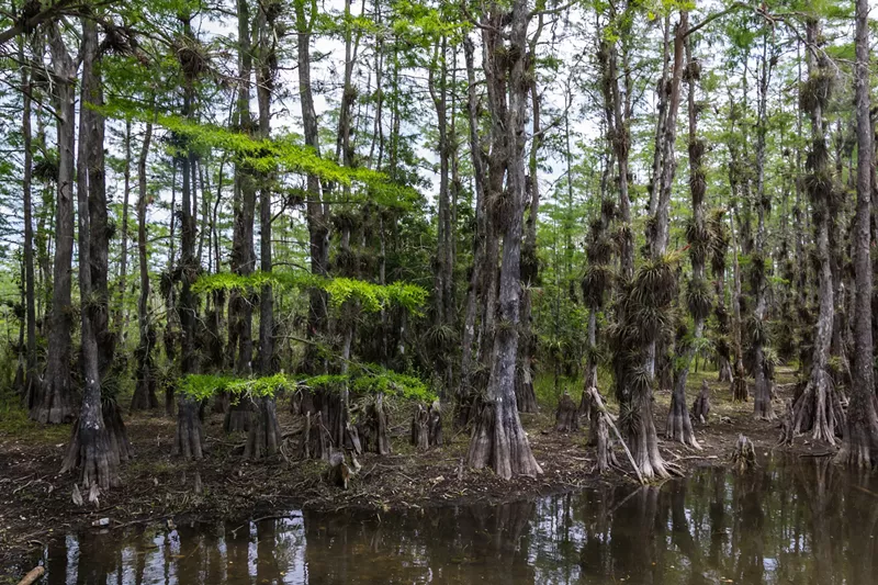 Image: Big Cypress National Preserve