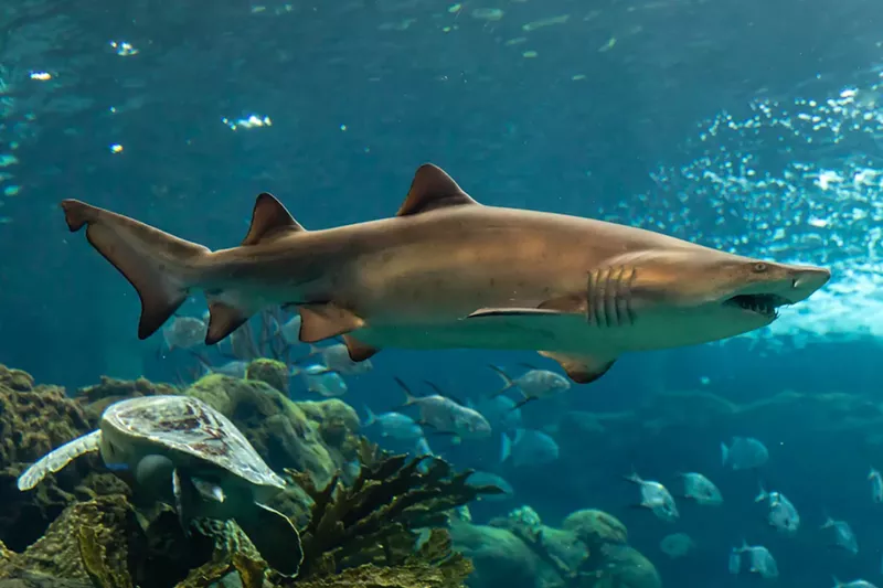 Image: a shark in water