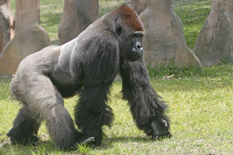 Image: A silverback gorilla at Zoo Miami.