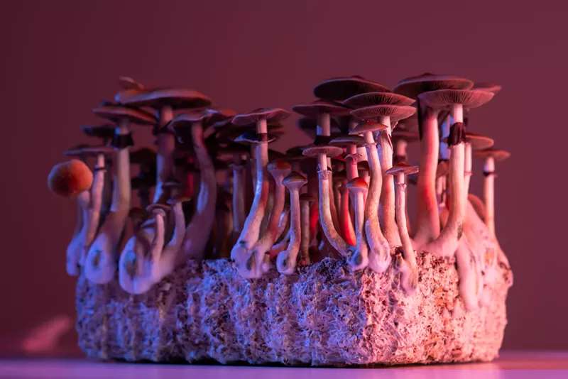 Image: Violence is a very uncommon reaction to psychedelic mushrooms.