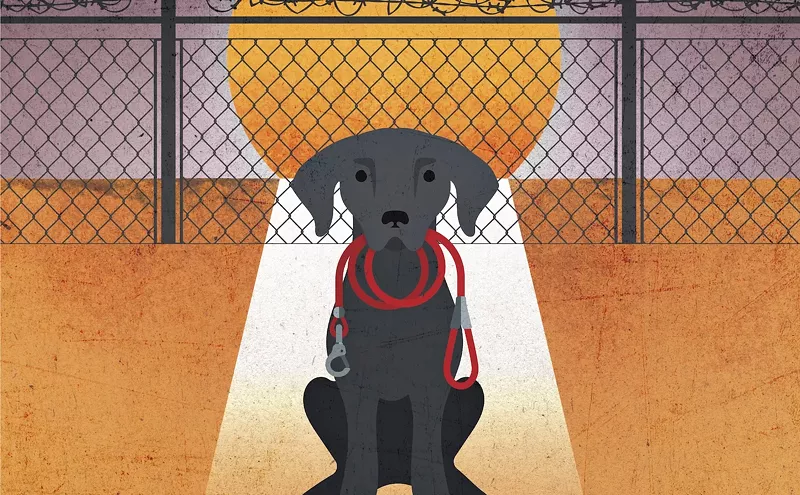 Image: Orphans of the Deported: South Florida Deportations Are Quietly Filling Animal Shelters