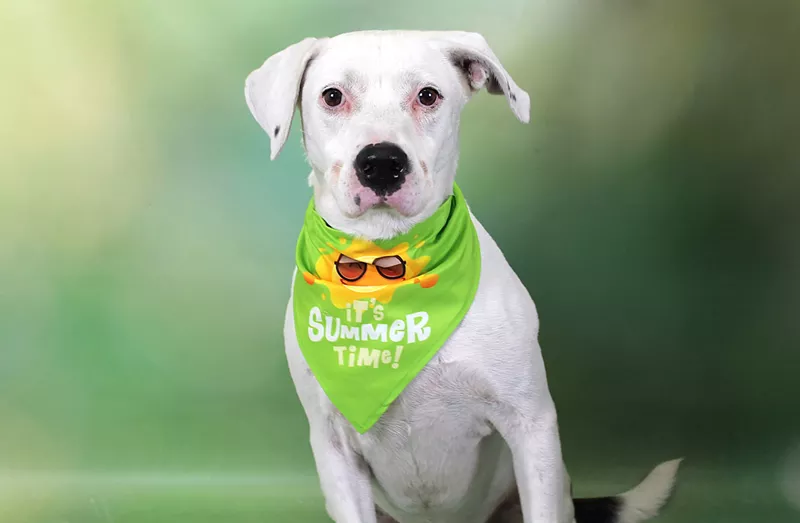 Image: Nino, a 7-year-old Pointer mix.