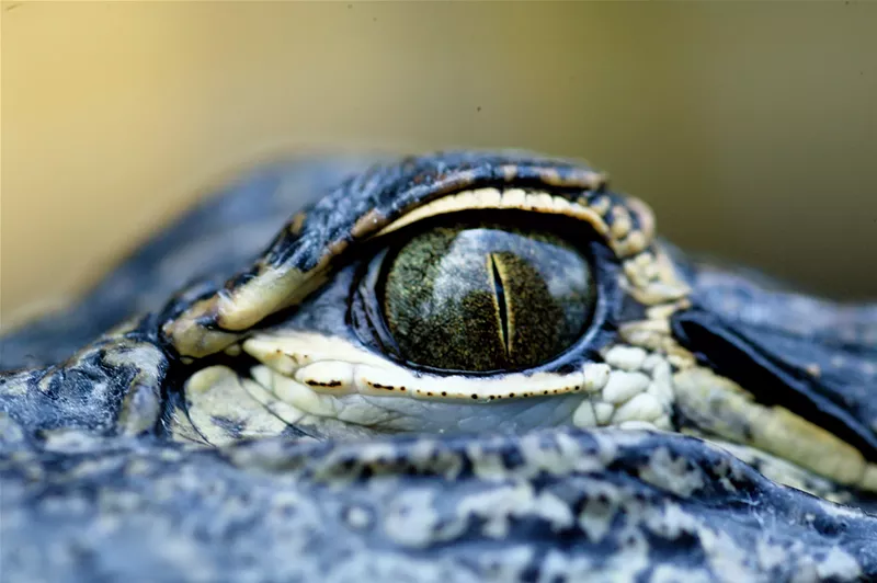 Image: close-up on an alligator's eye