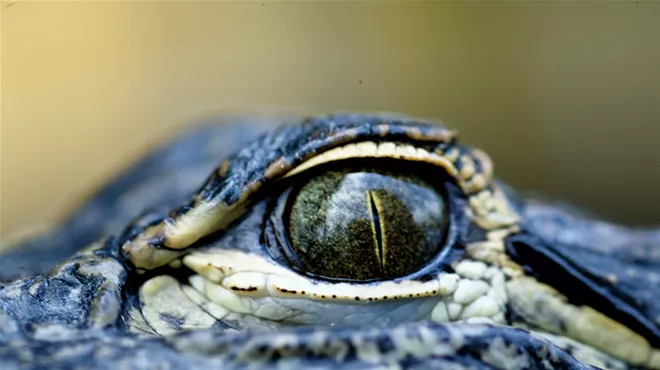 close-up on an alligator's eye