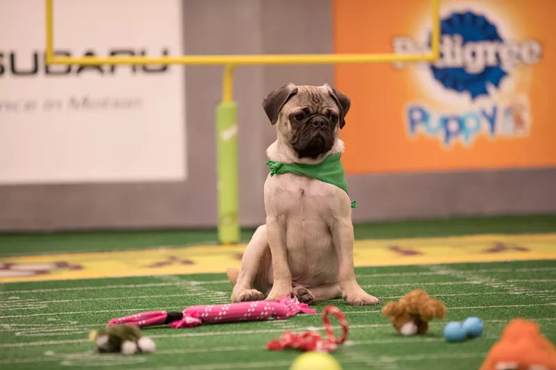 Image: ESPN2 has resorted to covering National Puppy Day like it's the Super Bowl.