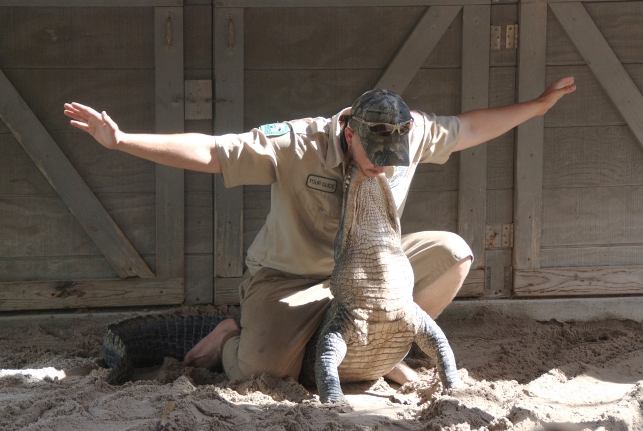 An alligator wrestler does a so-called "bulldogging" trick, pinning the gator's mouth with his chin.