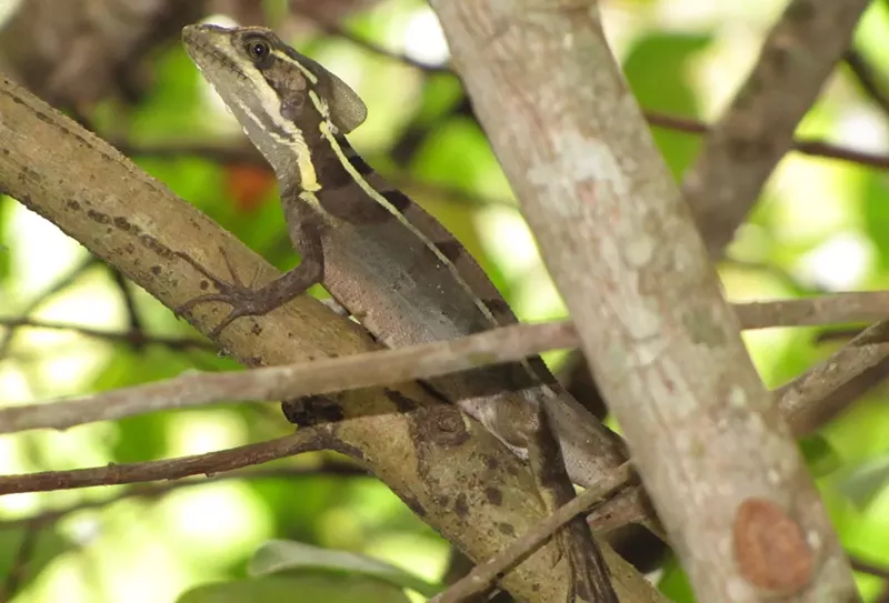 Image: Nonnative brown basilisks have been spotted from Miami-Dade to Brevard counties, but scientists aren't sure what impact they're having on the environment.