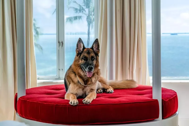 Image: A German shepherd lounges in a room overlooking Miami's Biscayne Bay.