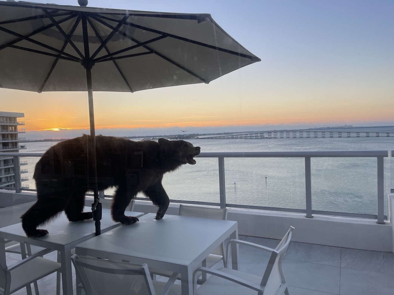 Alex Roy put a taxidermied American black bear on top of his patio furniture in mid-February.