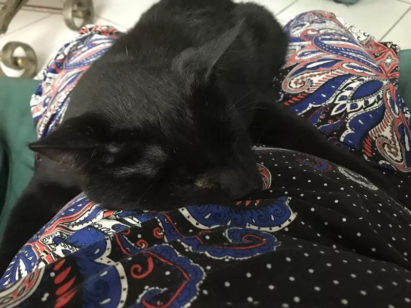 Image: Carolyn Rubido's cat, Flash, shown here in peaceful but fully satisfied repose, died after a flea bath administered by a mobile pet groomer in November 2020.