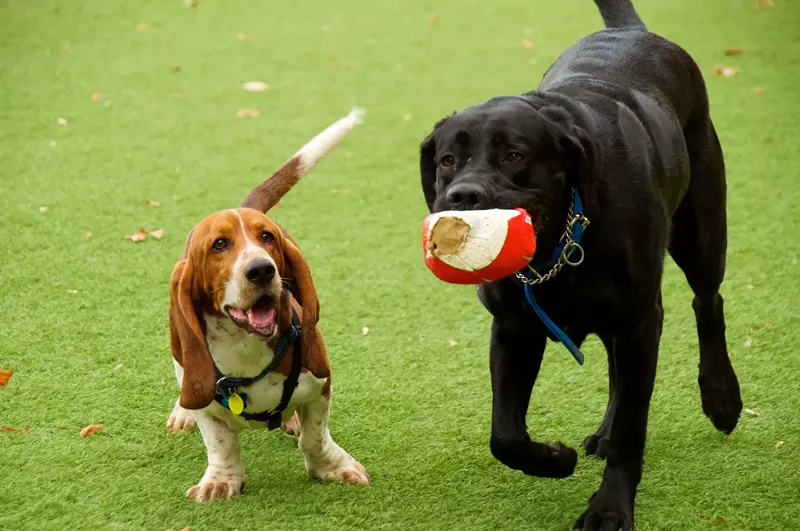 Image: a basset hound and a black labrator retriever peacefully coexisting in a grassy dog park.