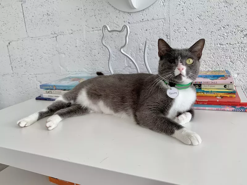 Image: All of the felines at the Cat's Meow Café are up for adoption, including one-eyed Felicity, who's four years old.