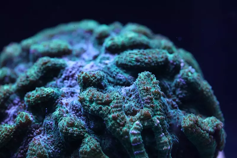 Image: A ridged cactus coral at the Florida Aquarium