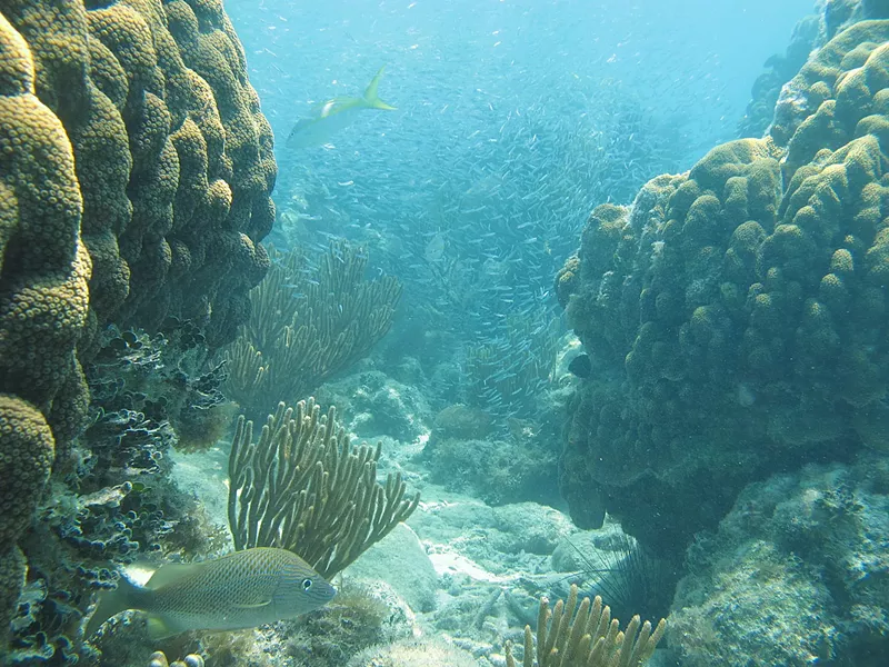 Image: What's killing Florida's coral reefs?