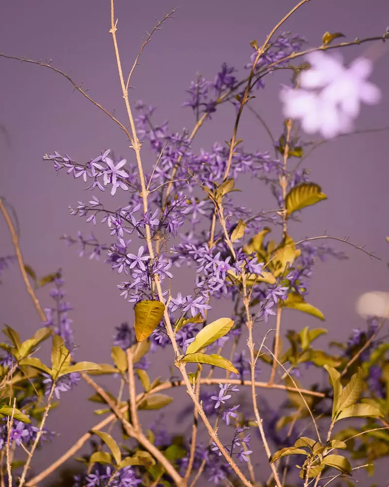 Image: You can almost smell the flowers in this photo.