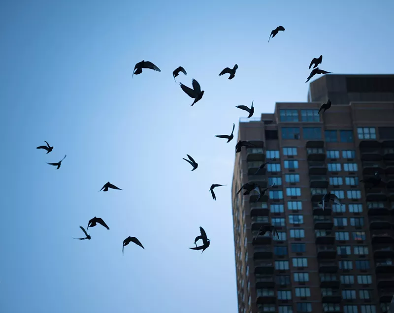 Image: Studies estimate that hundreds of millions of birds are killed annually in collisions with manmade structures.