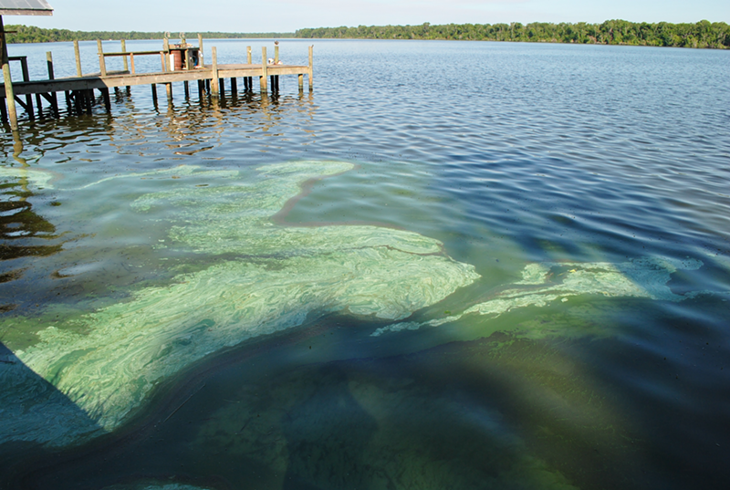 Image: Thursday's rollbacks to the Clean Water Act will make it easier for polluters to use algal bloom-linked chemicals near Florida's waterways.