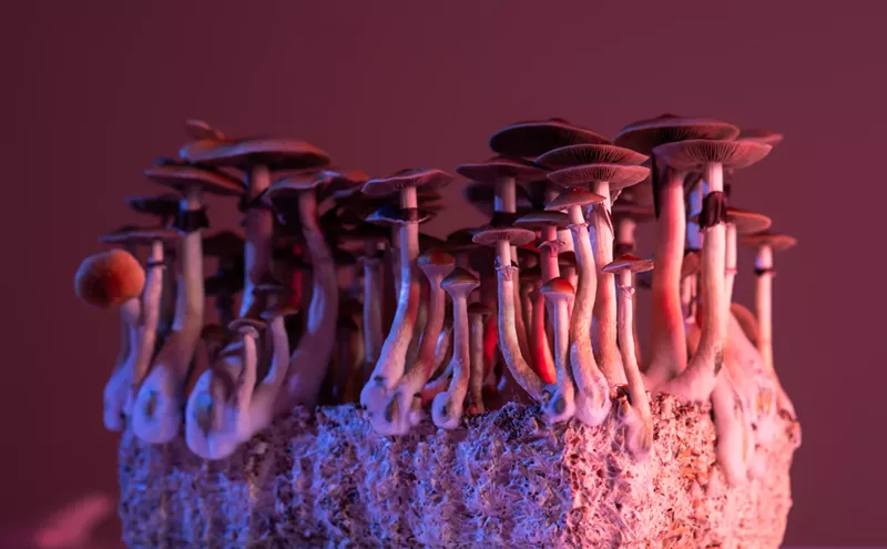Image: Tune In (But Don't Drop Out): FIU Hosts Cannabis and Psychedelics Conference