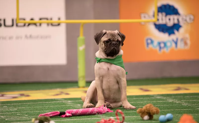 Image: Two Miami Dogs to Star in Animal Planet’s Puppy Bowl XIV