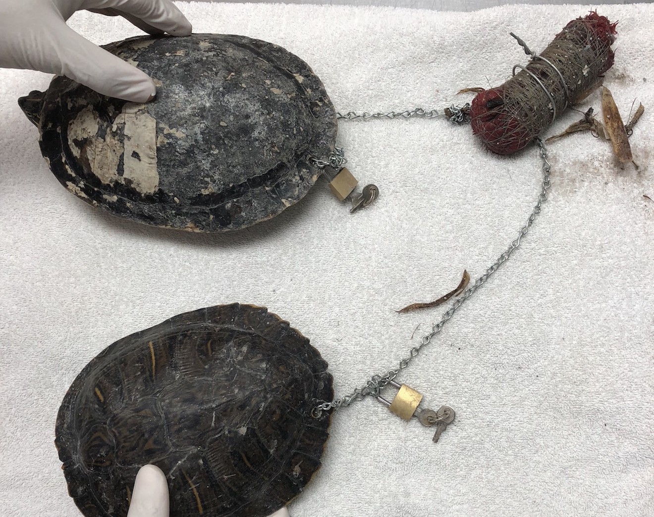 The turtles had shell rot and respiratory infections.