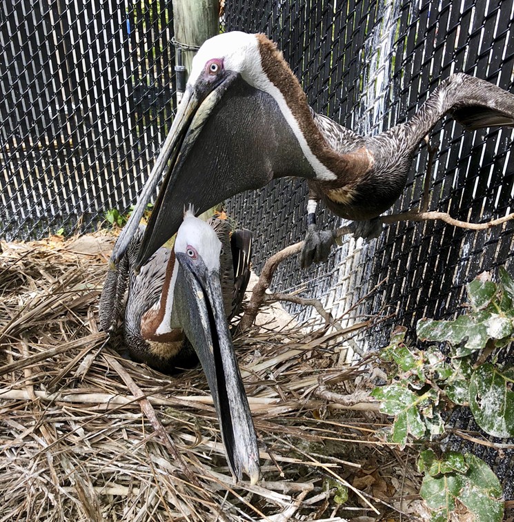 Our Valuable Vultures — Pelican Harbor Seabird Station
