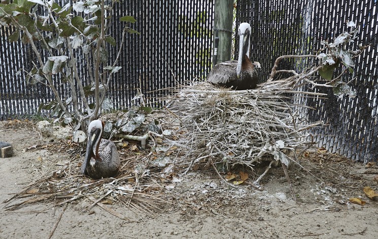 Pepe and Enrique's two-foot-tall nest towers over others at Seabird Station. - PHOTO BY KRISTIN BJ&OSLASH;RNSEN