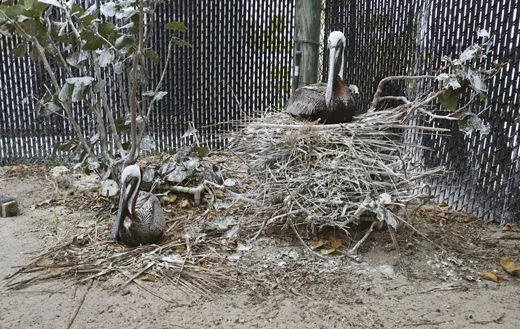 Pepe and Enrique's two-foot-tall nest towers over others at Seabird Station. - PHOTO BY KRISTIN BJØRNSEN
