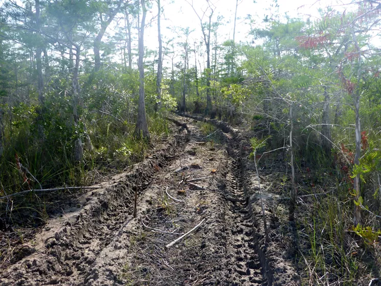 Schwartz says the compacted soil where Burnett used its vibroseis trucks feels like rubber mulch. - PHOTO BY MATTHEW SCHWARTZ