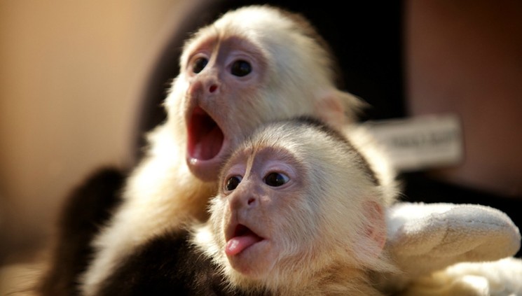 Monkeys for Mother's Day? - PHOTO BY MICHAEL FERRY / FLICKR
