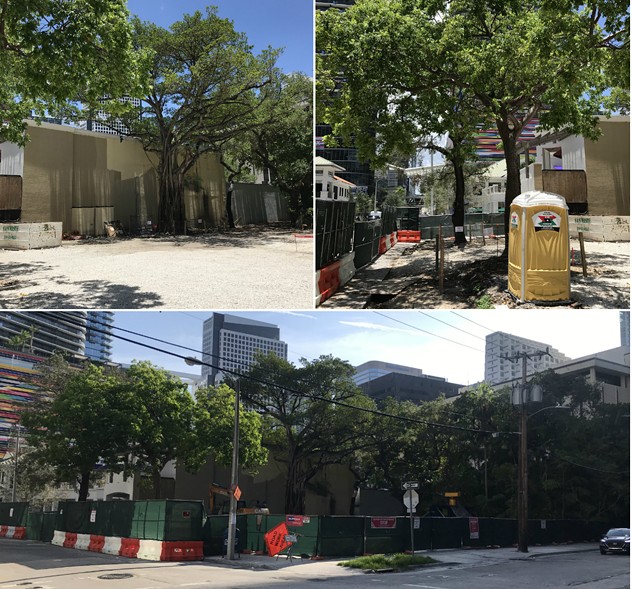 Clockwise from top left: A strangler fig, a gumbo limbo and live oak, and the lot at 955 S. Miami Ave. - COURTESY OF  CASEY PIKET