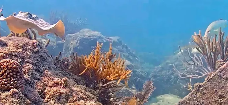 Let Coral Morphologic's Coral City Camera live-stream lull your children to sleep. - COURTESY OF CORAL MORPHOLOGIC