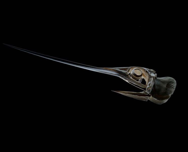 Swordfish - PHOTO COURTESY OF ZACH SCHWARTZ