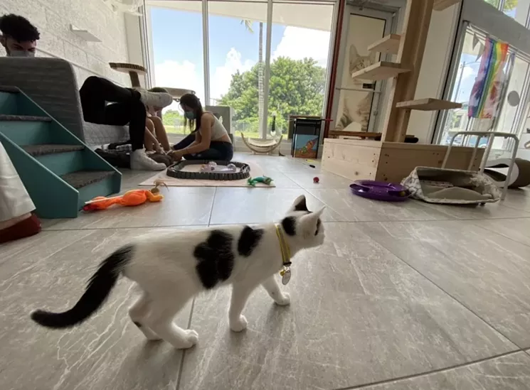 The Cat's Meow Café Opens in Miami Miami New Times